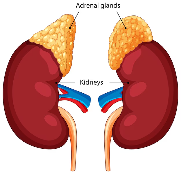 AIIMS Bhopal Doctor List of Nephrology